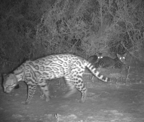 A wild cat in a wooded area walks while two kittens sit behind 