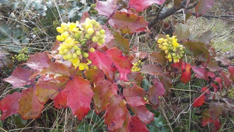 Oregon grape