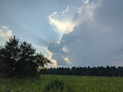 open field under cloudy sky