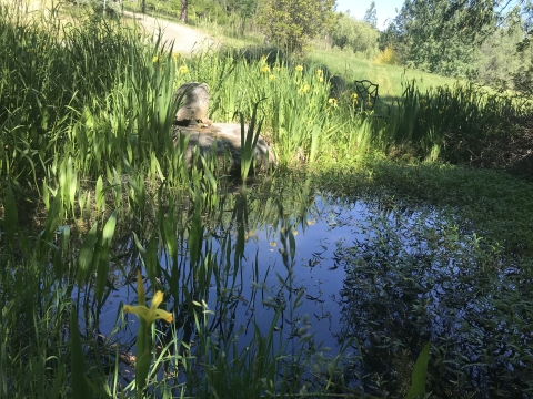 pond with plants