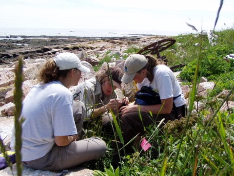 Taking measurements of a Puffin chick