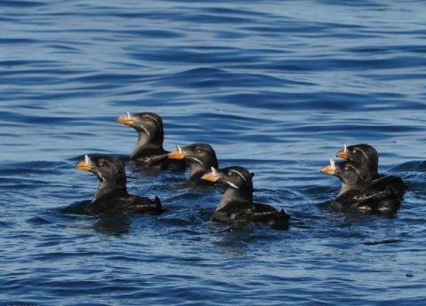 Six Rhinoceros Auklets Swimming Together