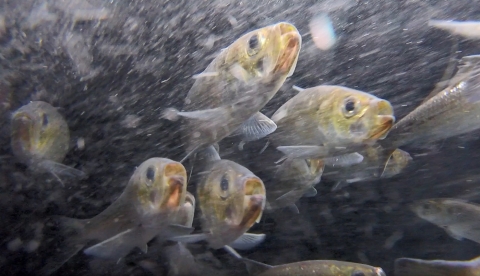 School of river herring swimming.