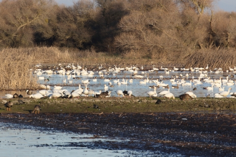 Wetland with mixed ducks, geese, and swans and trees in the background.