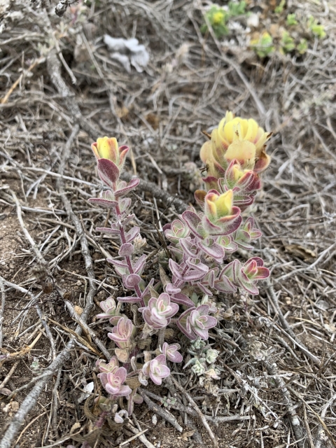 A small yellow and purple plant with soft fuzzy leaves