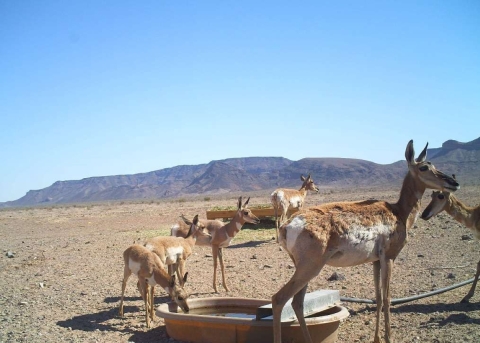 Six Sonoran pronghorn stand around man-made basins containing rainwater. 