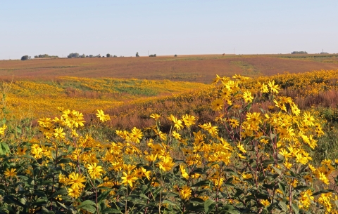 A field of sunflowers