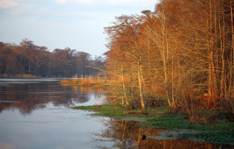 A wetland surrounded by brown trees and some green vegetation