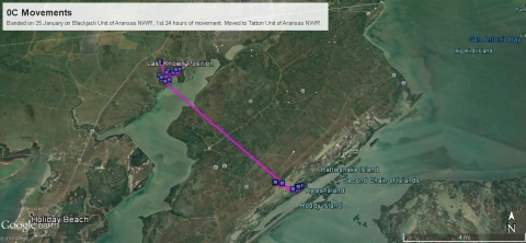 Map showing crane tracking information indicating that the bird moved to the Tatton Unit of Aransas National Wildlife Refuge within the first 24 hours after being banded