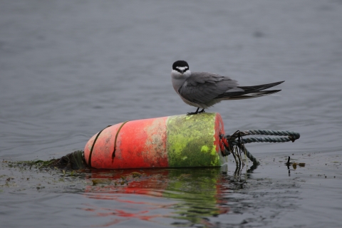 Aleutian tern on an orange and yellow buoy