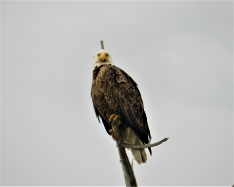 Bald Eagle