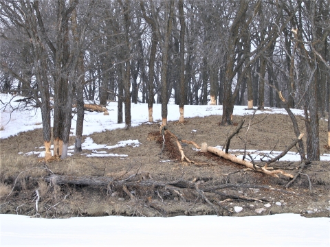 Beaver-chewed Burr Oak