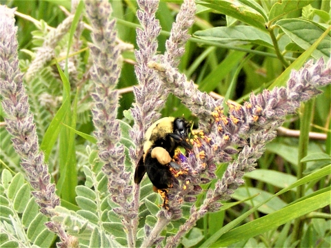 Common Eastern Bumble Bee