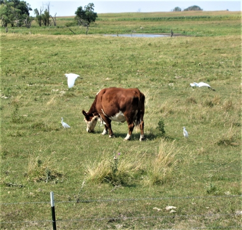 Grazing on Waterfowl Production Area