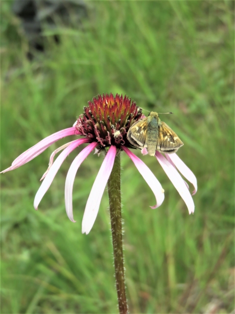 Dakota Skipper