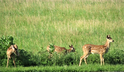 White-tailed Deer fawn