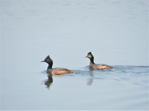 Eared Grebe