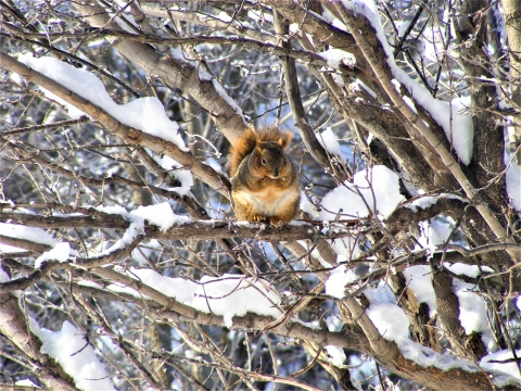 Eastern Fox Squirrel