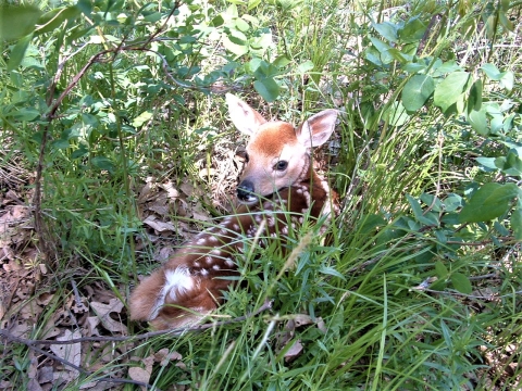 Fawn