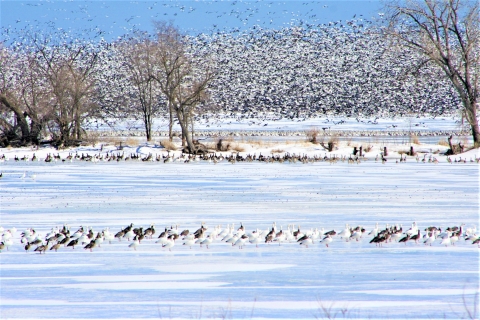 Migrating Geese