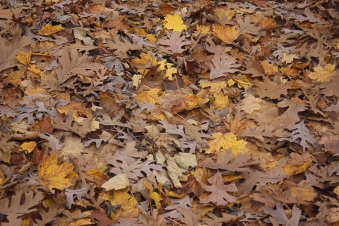 Leaf Litter