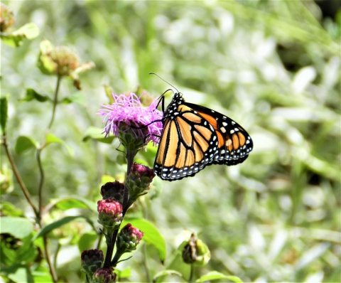 Monarch Butterfly