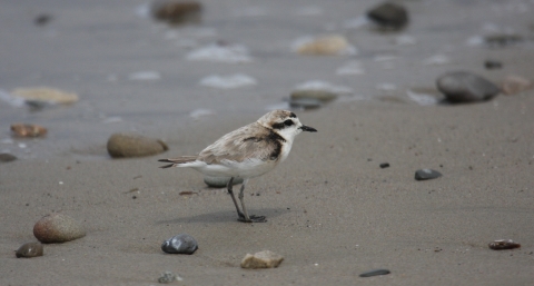 An oiled plover stands on sandy shoreline.