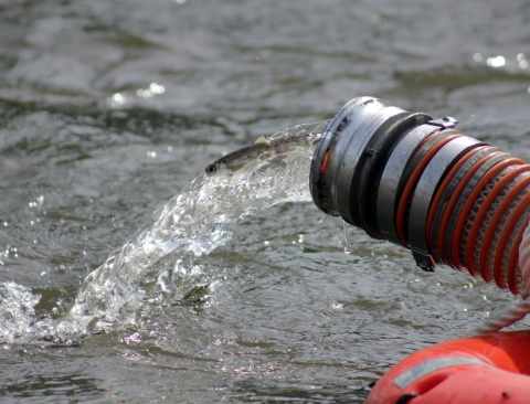 A hand-length young salmon emerges with a stream of water from a large pipe, cascading into a river.