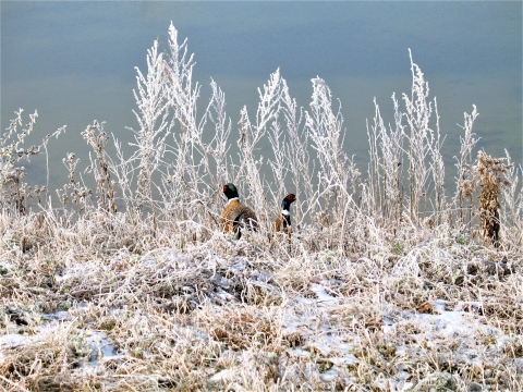 Ring-necked Pheasant Roosters