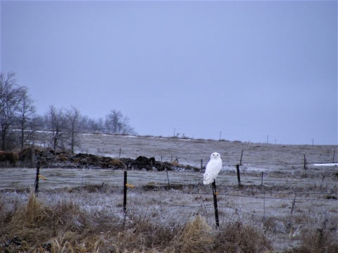 Snowy Owl