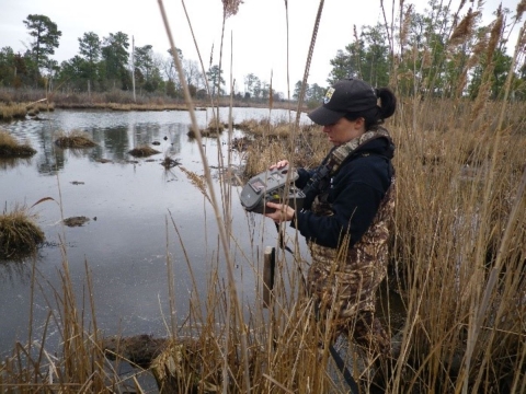 surveying in marsh