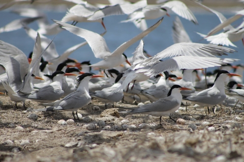 Terns surrounded by eggs on levee.