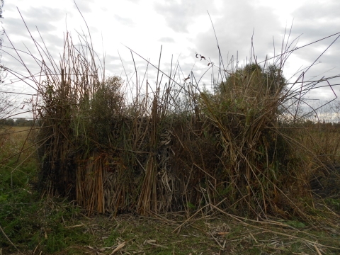 A hunting blind made from bushes and bundled reeds stands at the edge of a grassy marsh. 