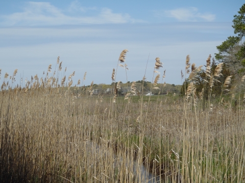 A close up of vegetation in a cranberry bog 