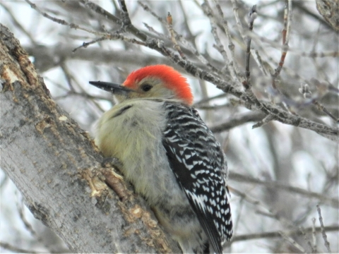 Red-bellied Woodpecker