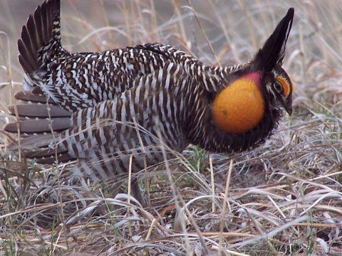 Prairie chicken