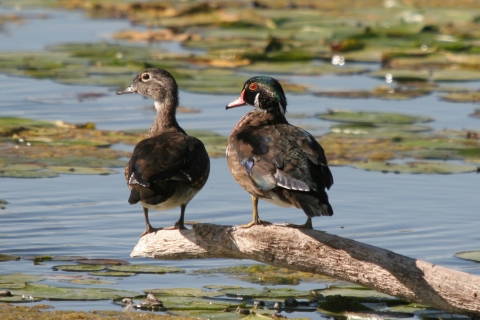 Wood duck pair 