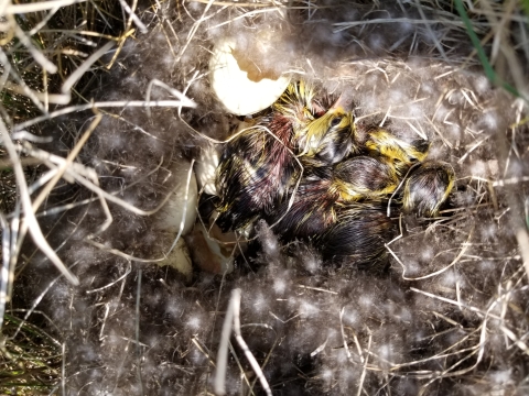 Blue-winged Teal Nest