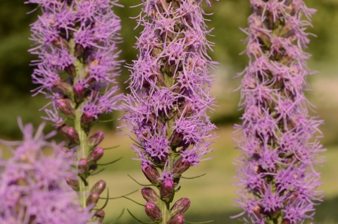 Blazing star at Valentine NWR