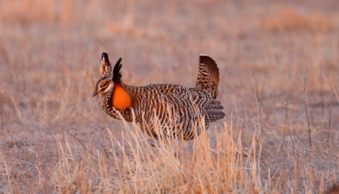 Prairie chicken