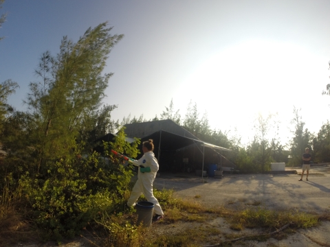 Margeaux Wayne sprays ant bait in bushes on Johnston. There is a grey pitched tent behind her. She is wearing a white, paint suit.