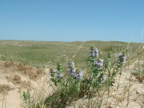 Blowout penstemon