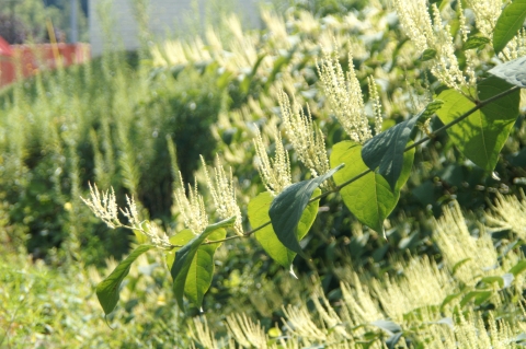 Japanese knotweed branch and flowers