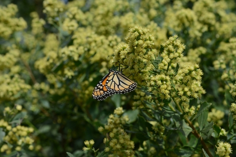 A monarch butterfly stops to refuel on a shrub