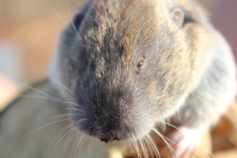 Mazama pocket gopher in a gloved hand