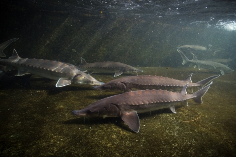 Atlantic sturgeon swimming underwater