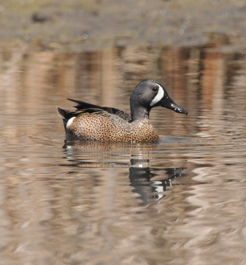 Blue-winged Teal