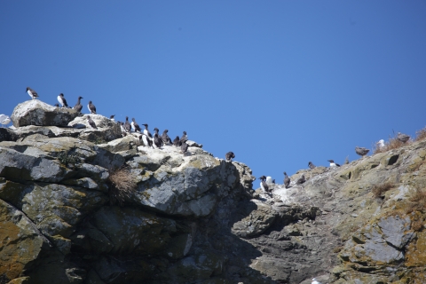 Common Murres on a Rocky Coastal Island