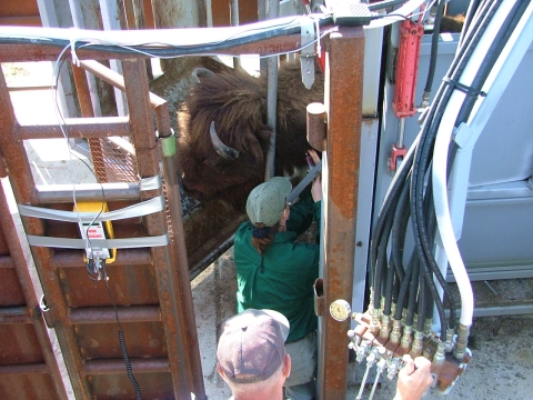 Bison blood draw at Fort Niobrara NWR