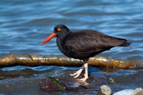 A Black Oystercatcher Searches Along the Shoreline